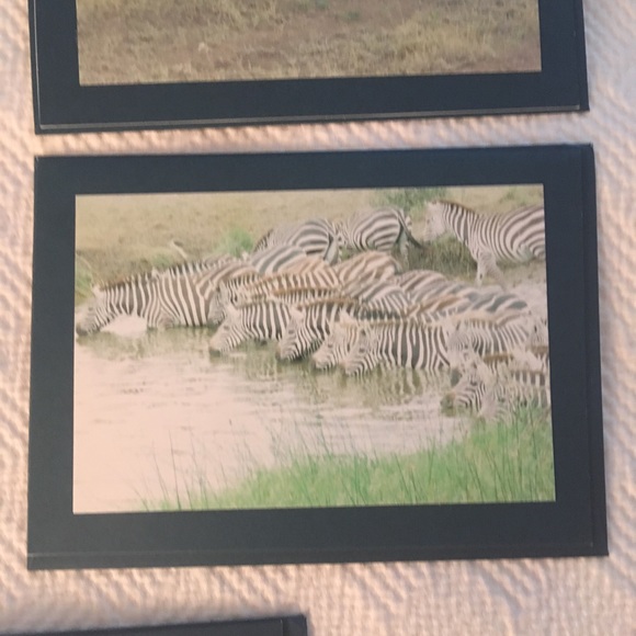 Zebra photograph card set - Picture 3 of 6
